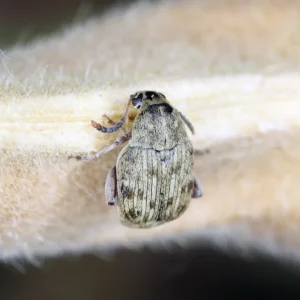 Online Kaufen Bohnenkäfer, Bruchus maculatus, 500 ml Zuchtansatz